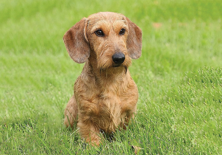 Dachshund Standard Wire Haired & Miniature Wire Haired