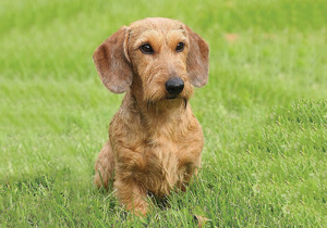dachshund_standard_wire_haired___miniature_wire_haired