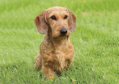 dachshund_standard_wire_haired___miniature_wire_haired
