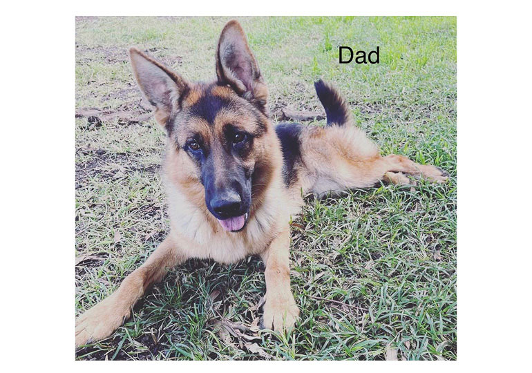 Breeder - Mr Patrick Vella