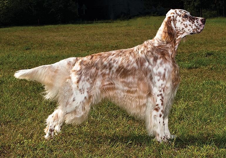 english_setter