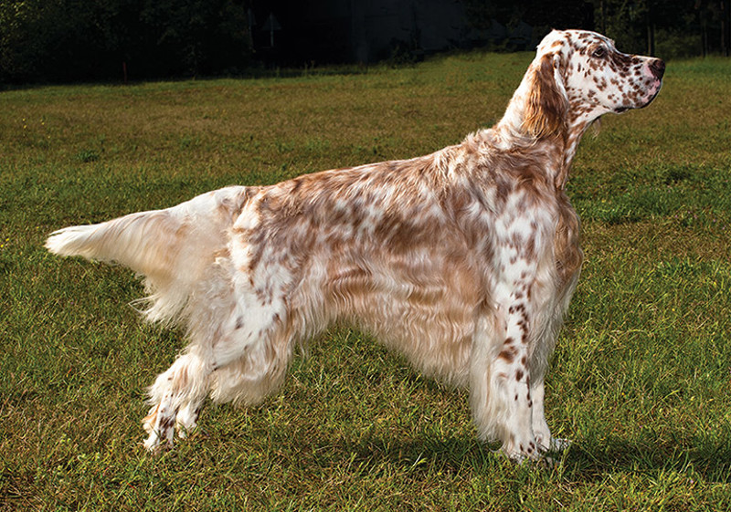 Breed Standard - English Setter