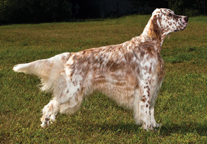 english_setter