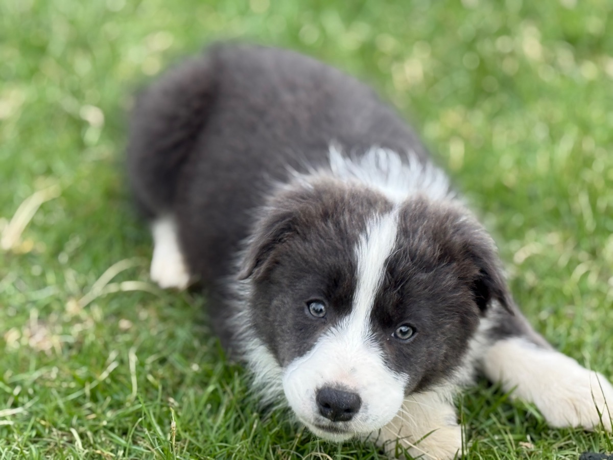 Breeder Gallery Large Image