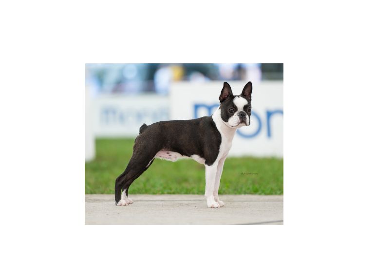Breeder Gallery Large Image