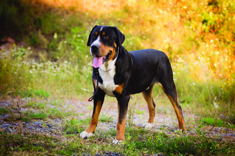 Great Swiss Mountain Dog. shutterstock_1072200821