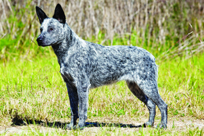 Australian Stumpy Tail cattle Dog. ffire.jpg