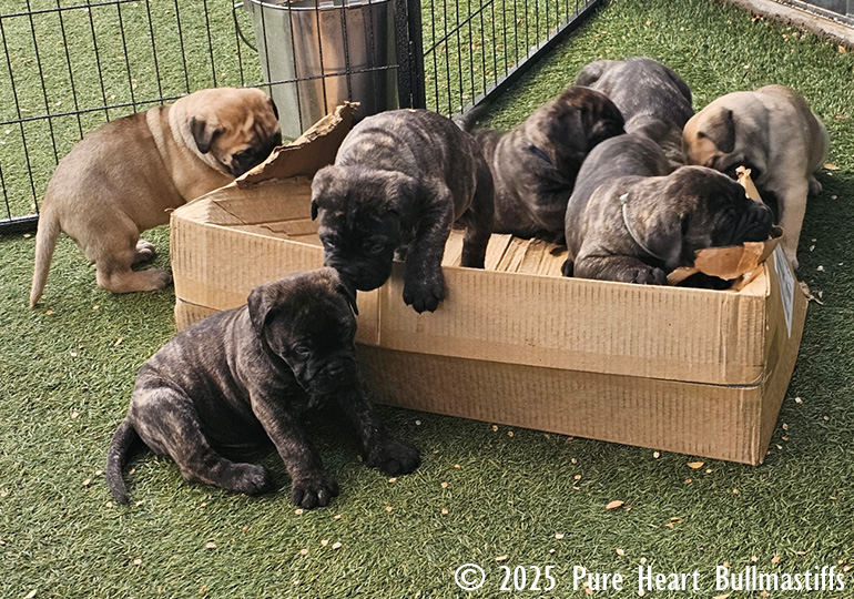 Breeder Gallery Large Image