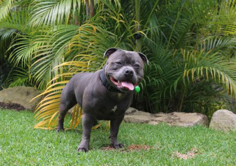 Breeder Gallery Large Image
