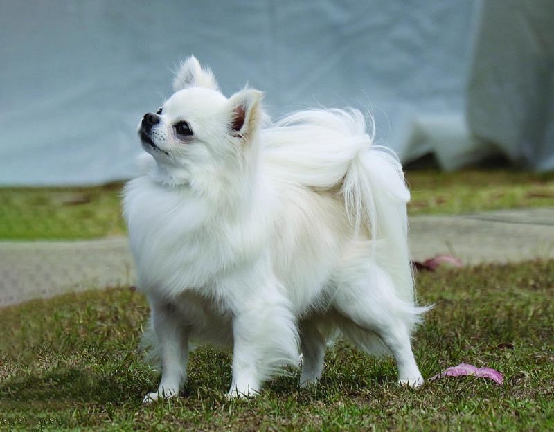 2. Cabal Canine Candids