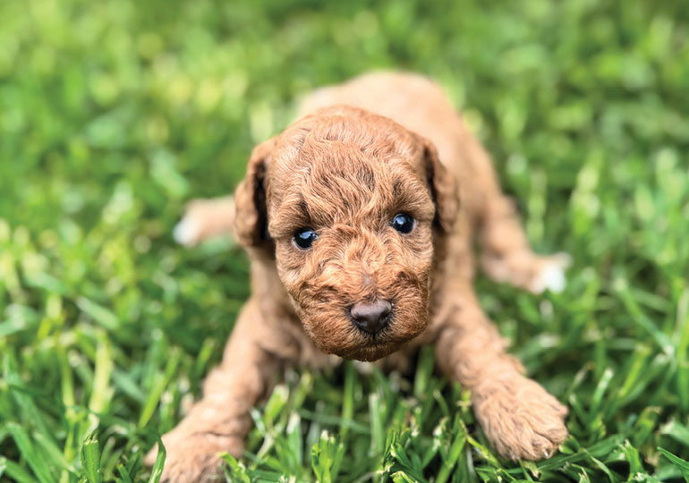 Breeder Gallery Large Image