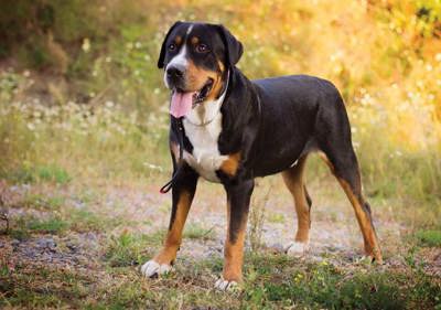 great_swiss_mountain_dog