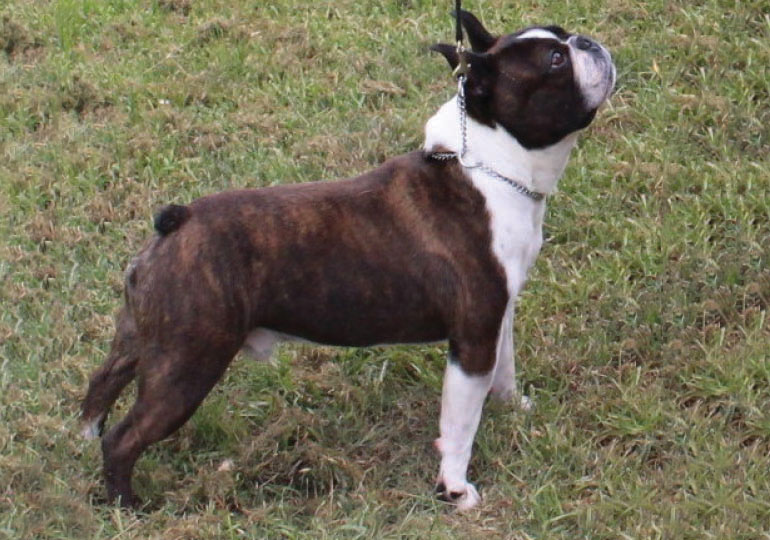 Breeder - Mr Stewart Nicol