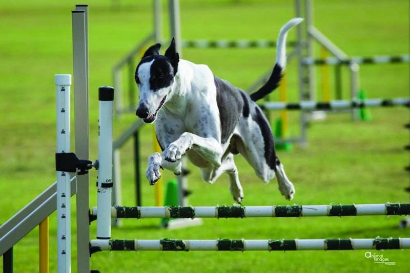 1. Submitted by Justine Boreham. Photo by Animal Images