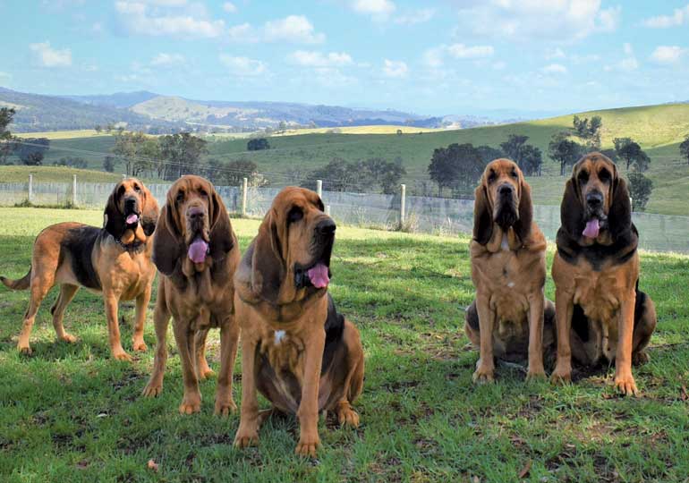 bloodhound