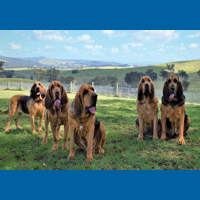 bloodhound