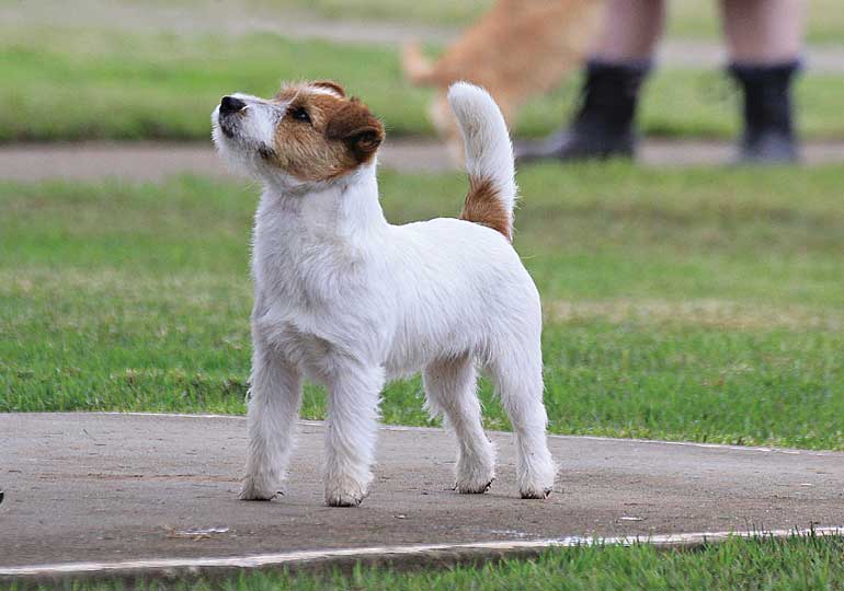 Breeder Gallery Large Image