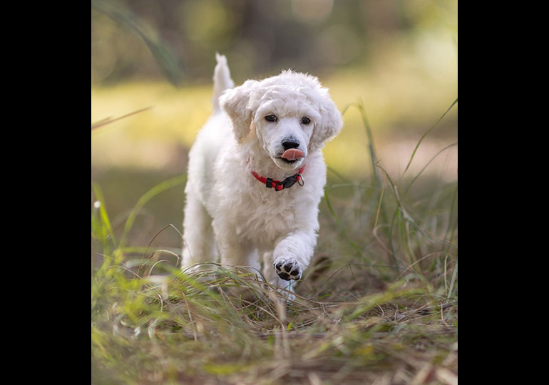 Breeder Gallery Large Image