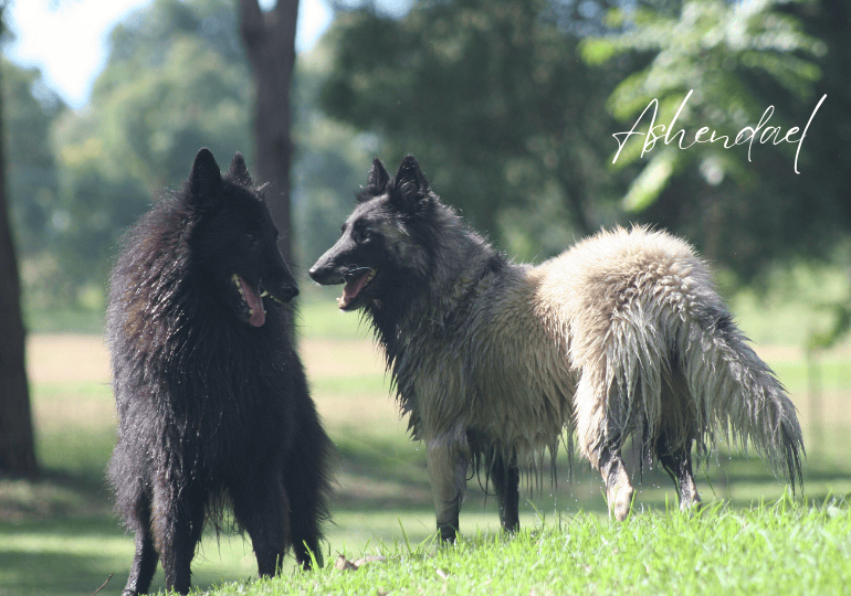 Breeder Gallery Large Image