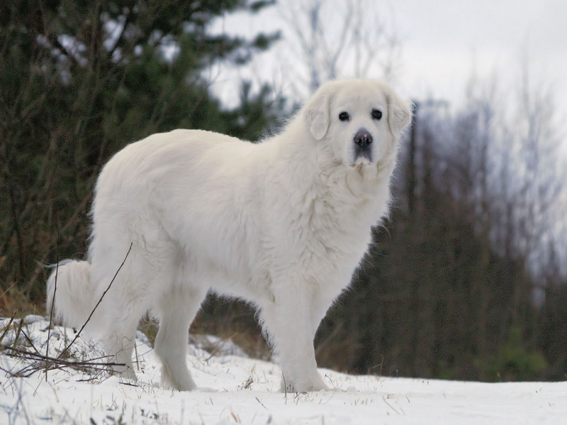 Tatra Shepherd Dog