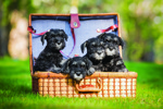 shutterstock_449670805