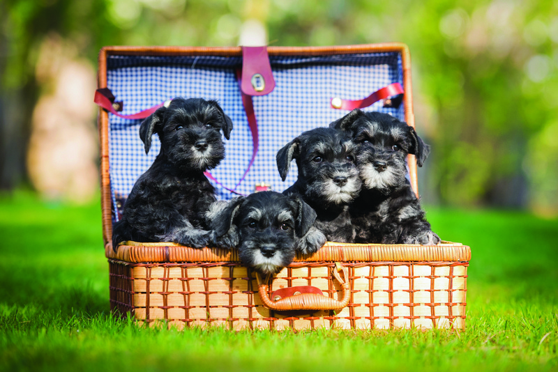 shutterstock_449670805