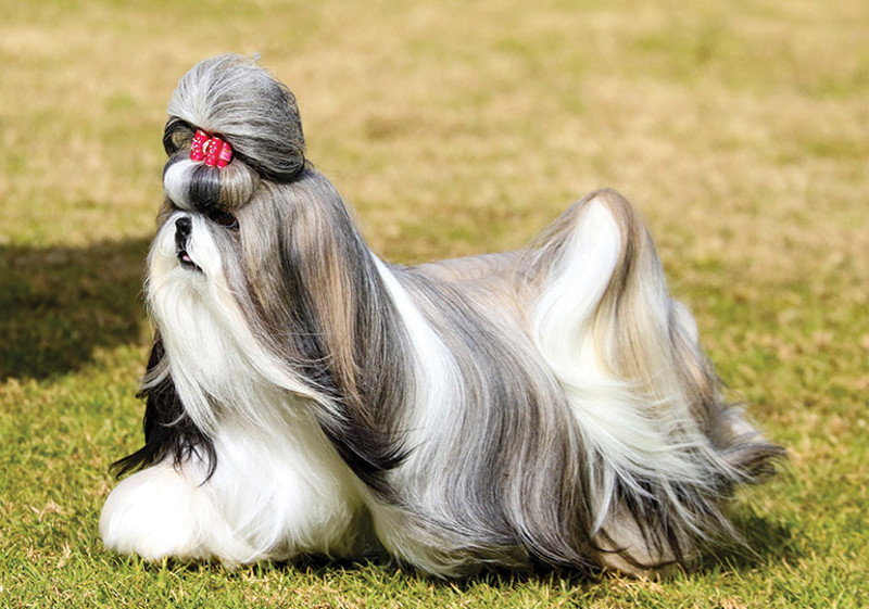 Breed Standard - Shih Tzu