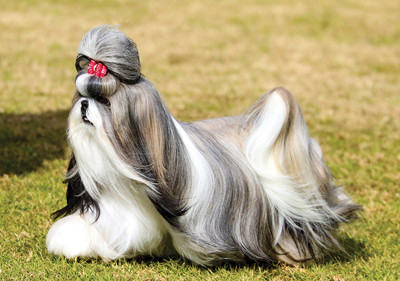 shih_tzu