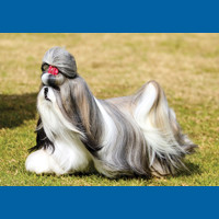 shih_tzu