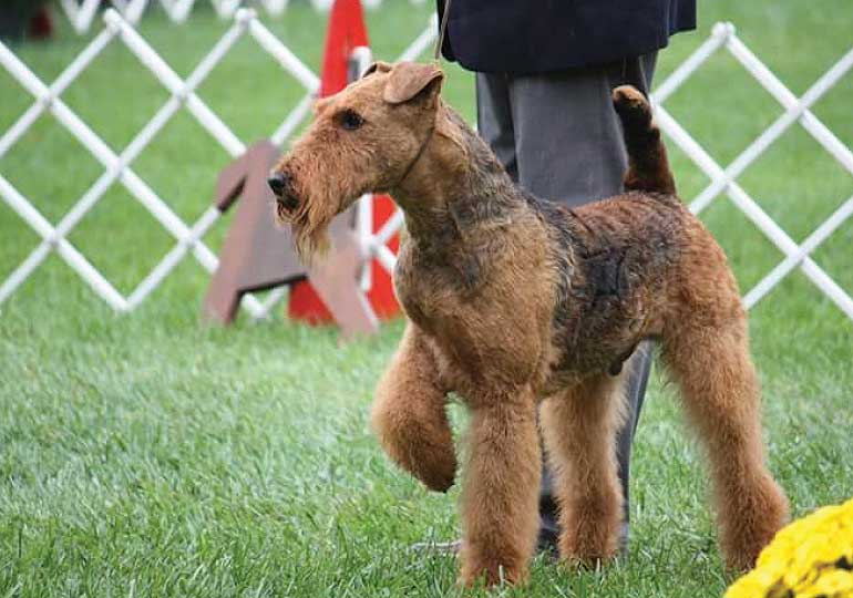 Breeder Gallery Large Image