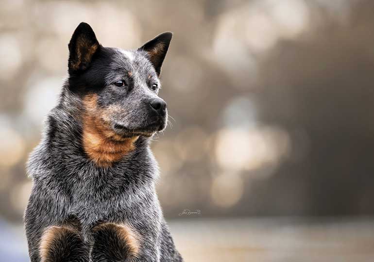Breeder Gallery Large Image
