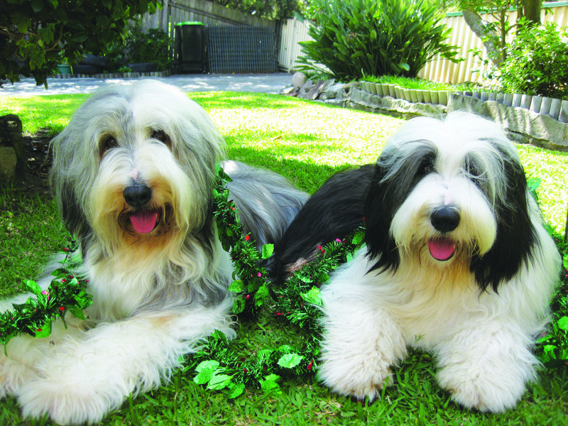 Boadie and Rafferty Woolcott - Dec 2010 lighter