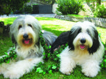 Boadie and Rafferty Woolcott - Dec 2010 lighter
