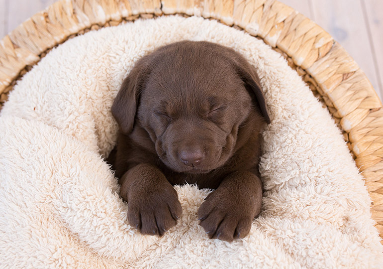 Breeder Gallery Large Image