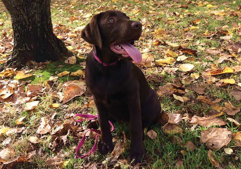 Breeder - Miss Alana Weithaler