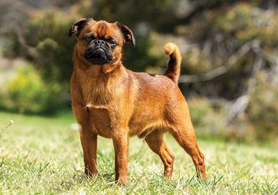 griffon_bruxellois__smooth_