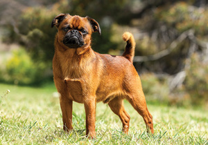 griffon_bruxellois__smooth_