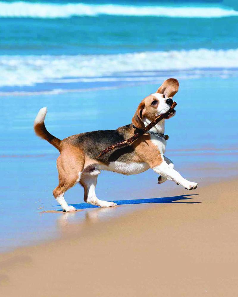 Dogs NSW July 2012 magazine-4