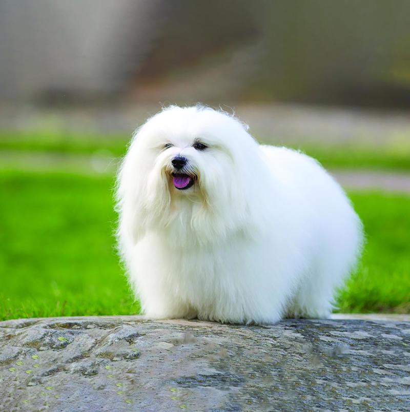 Petsmont