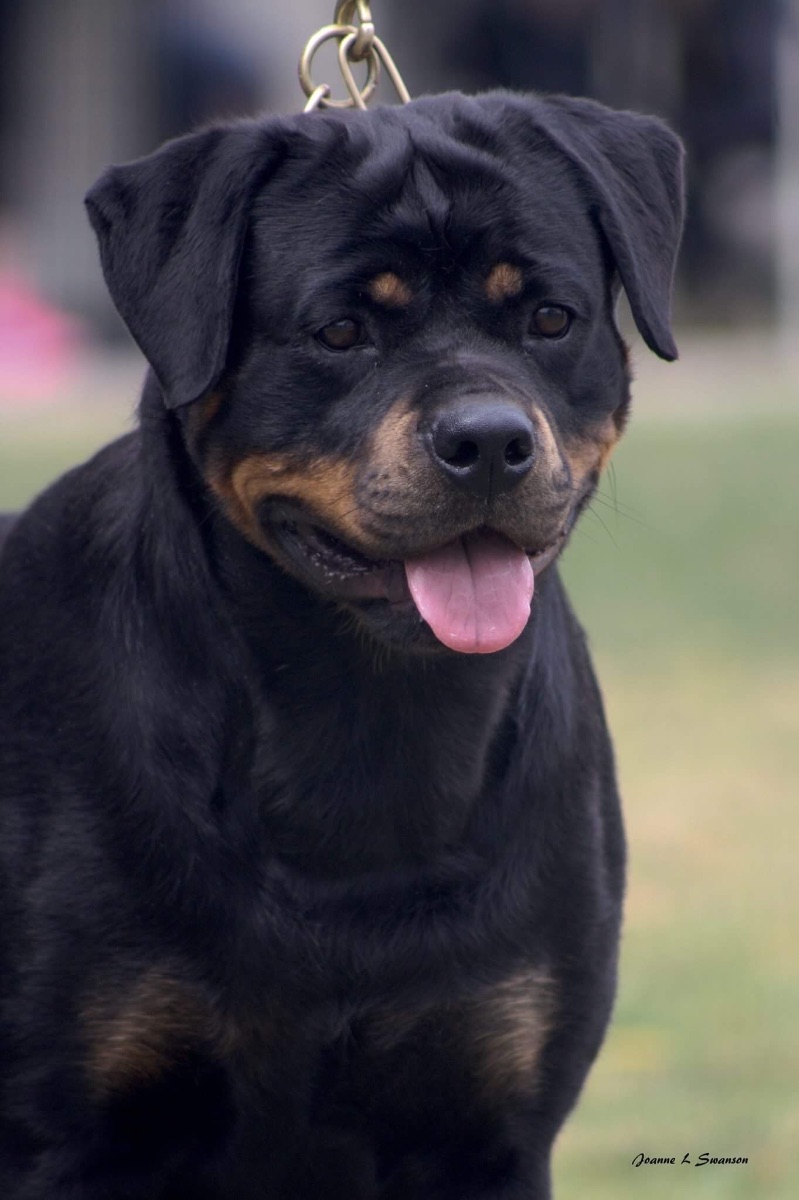 Breeder Gallery Large Image