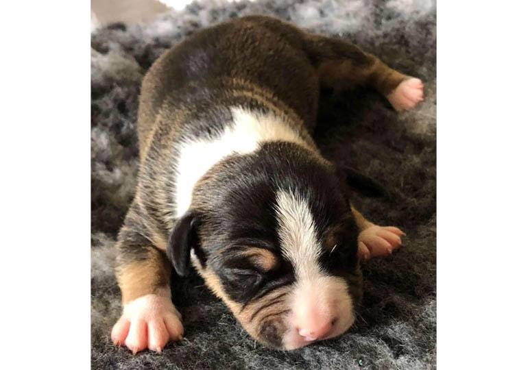 Breeder Gallery Large Image