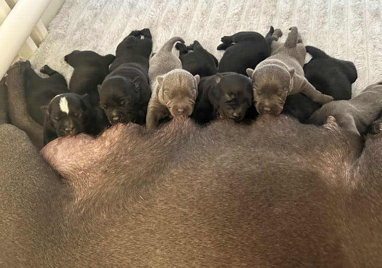 Breeder Gallery Large Image