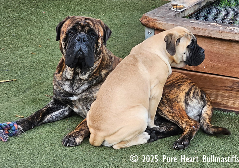 Breeder Gallery Large Image