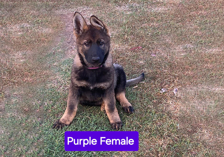 Breeder Gallery Large Image