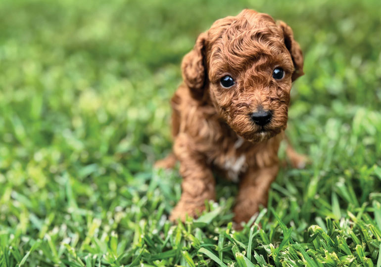 Breeder Gallery Large Image