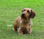 2. Cabal Canine Candids. Wire Haired