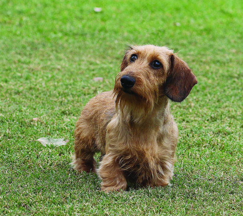 2. Cabal Canine Candids. Wire Haired