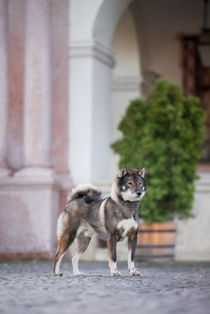 Shikoku 64
