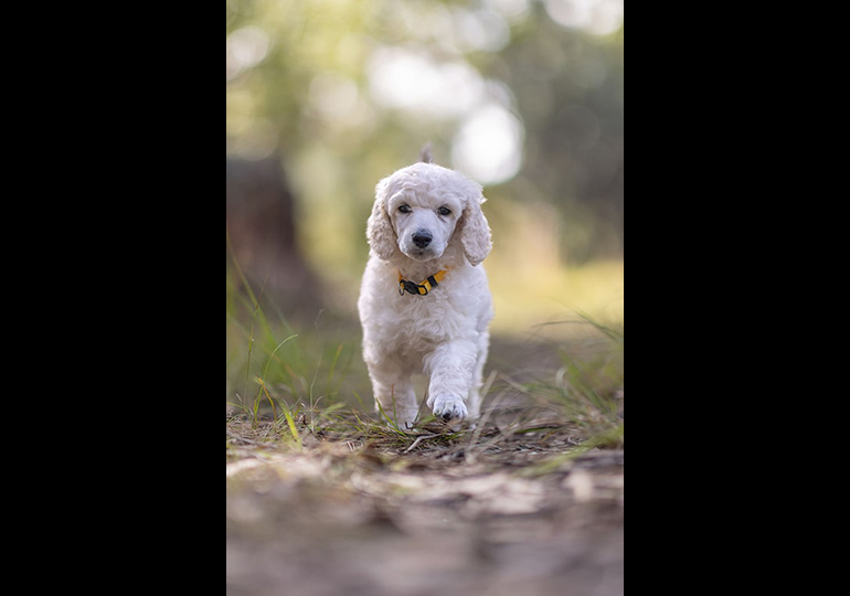 Breeder Gallery Large Image