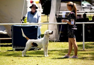 Breeder - Miss Brigette  Bryson